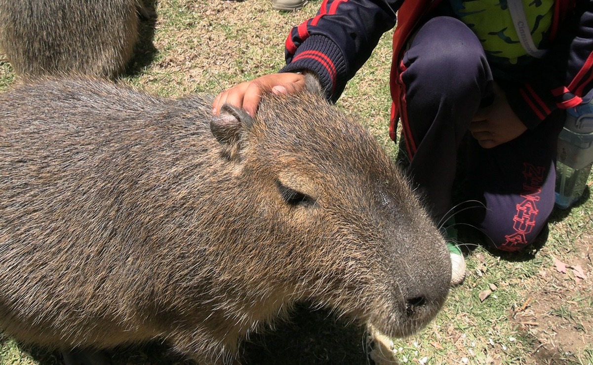 Zacango ofrece una "Experiencia Animal" para convivir con los tiernos capibaras