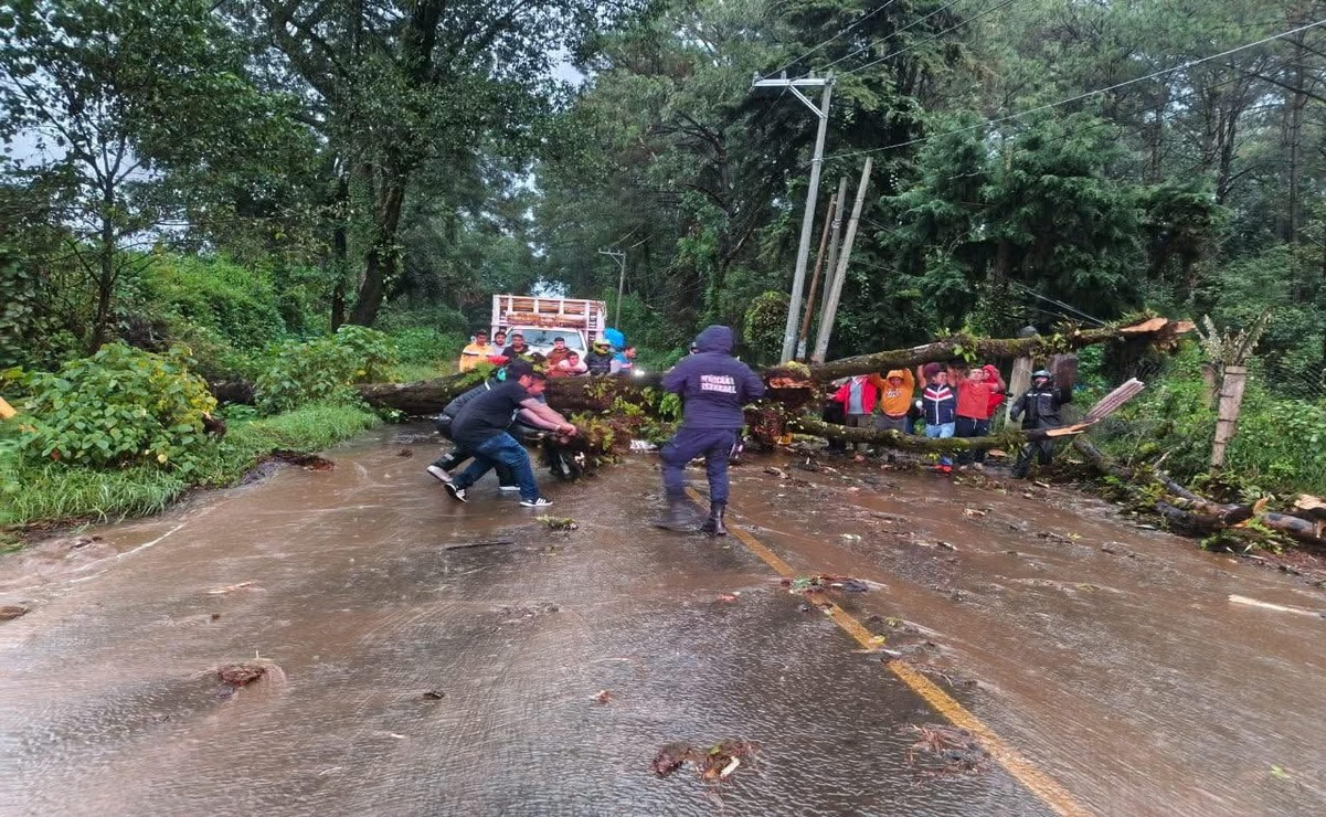 En la zona conocida como la entrada a Cerro Colorado, un árbol cayó debido a las lluvias  y bloqueó ambos sentidos de la carretera. Foto: Especial