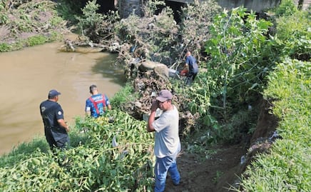 ¡Alerta en Tepotzotlán! Un árbol gigante colapsa el Río Hondo tras fuertes lluvias 