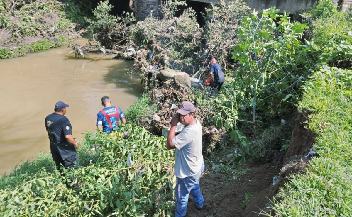 ¡Alerta en Tepotzotlán! Un árbol gigante colapsa el Río Hondo tras fuertes lluvias