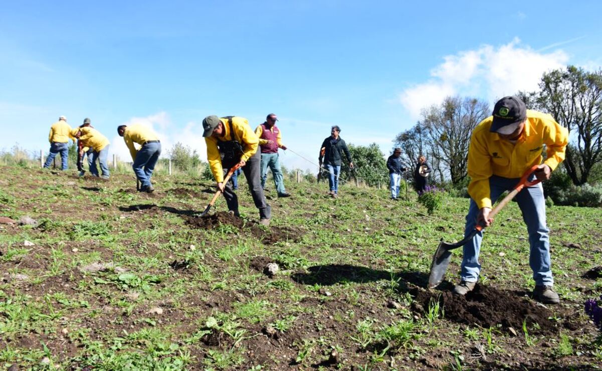 El gobierno estatal abrió cinco programas de asesoría, restauración y manejo sostenible de zonas forestales / Foto: Especial
