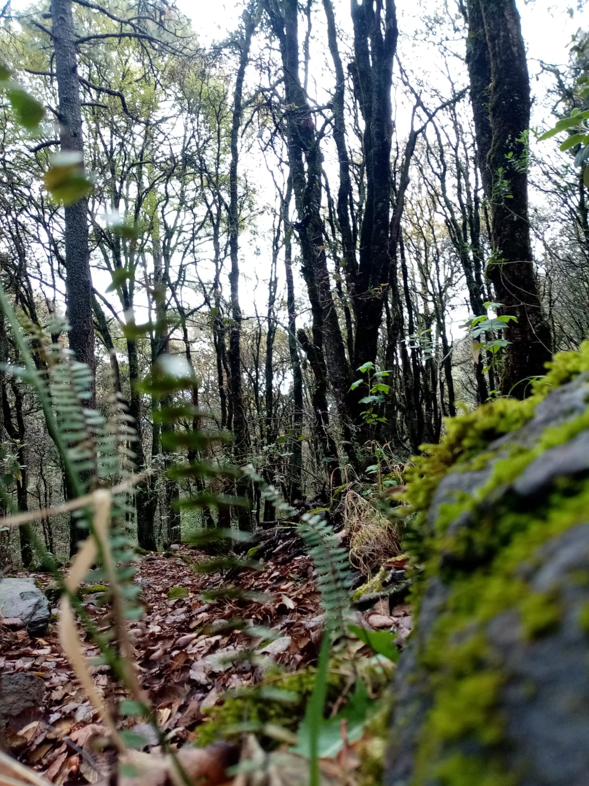 La plaga afecta árboles del Cerro de Jocotitlán. Foto Arturo Hernández