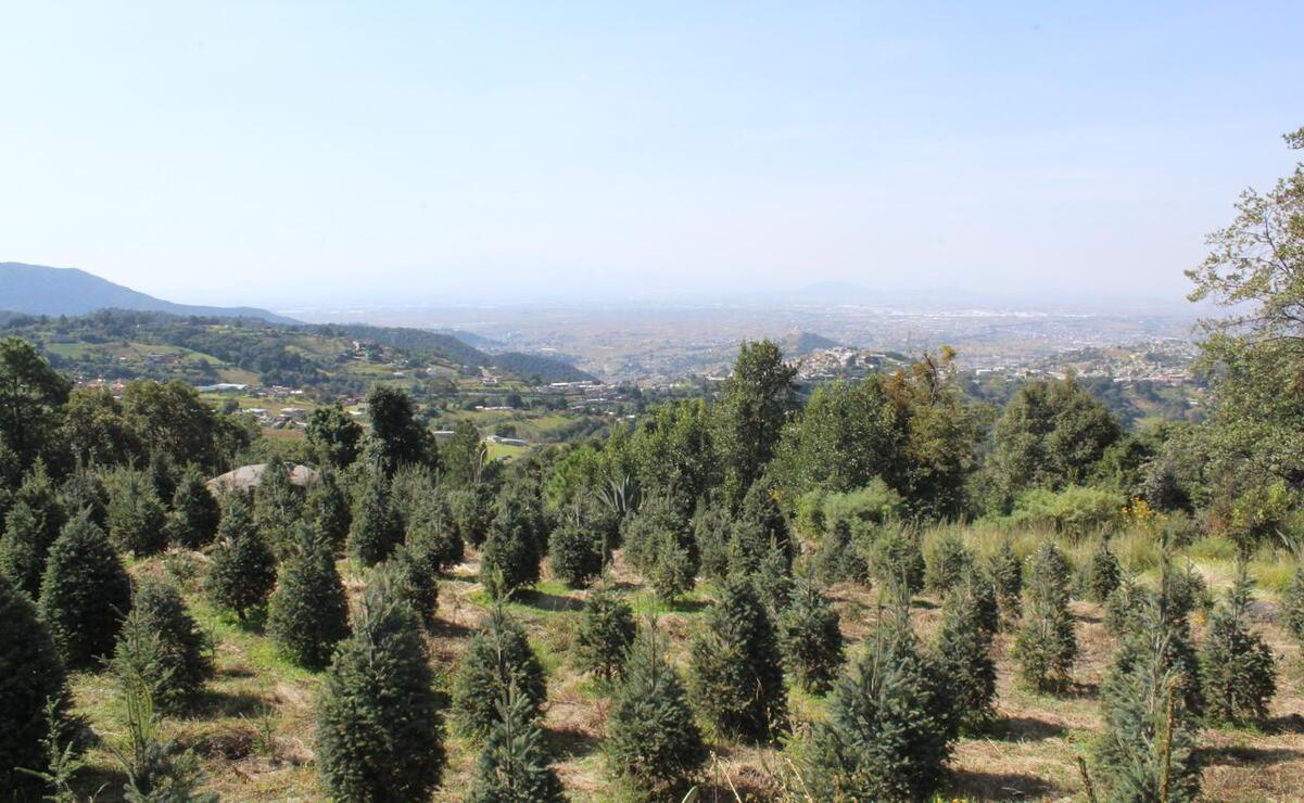 Estas plantaciones, que durante todo el año ofrecen bellos paisajes / Foto Karen Aldama