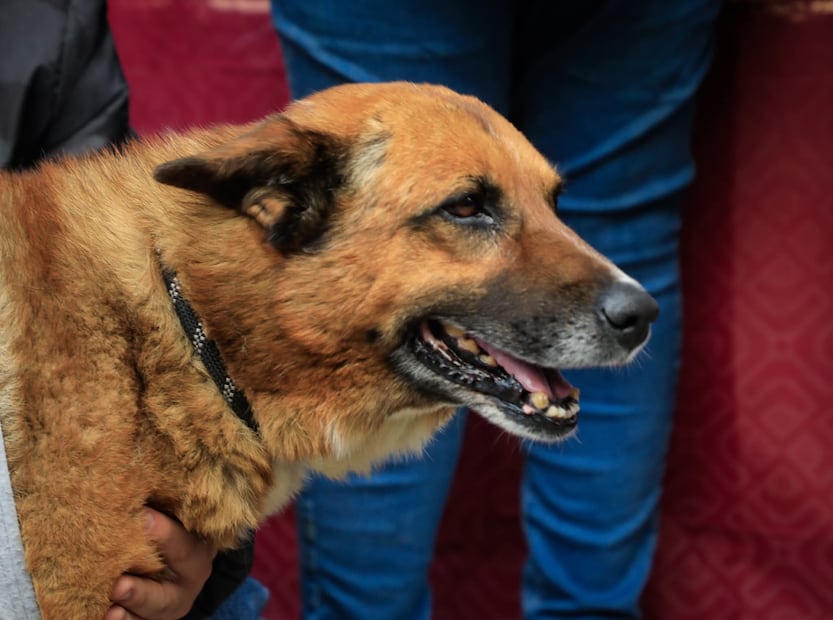 El can conocido como "Lobito" sufrió graves lesiones tras ser lanzado desde una altura aproximada de 10 metros. Foto Especial