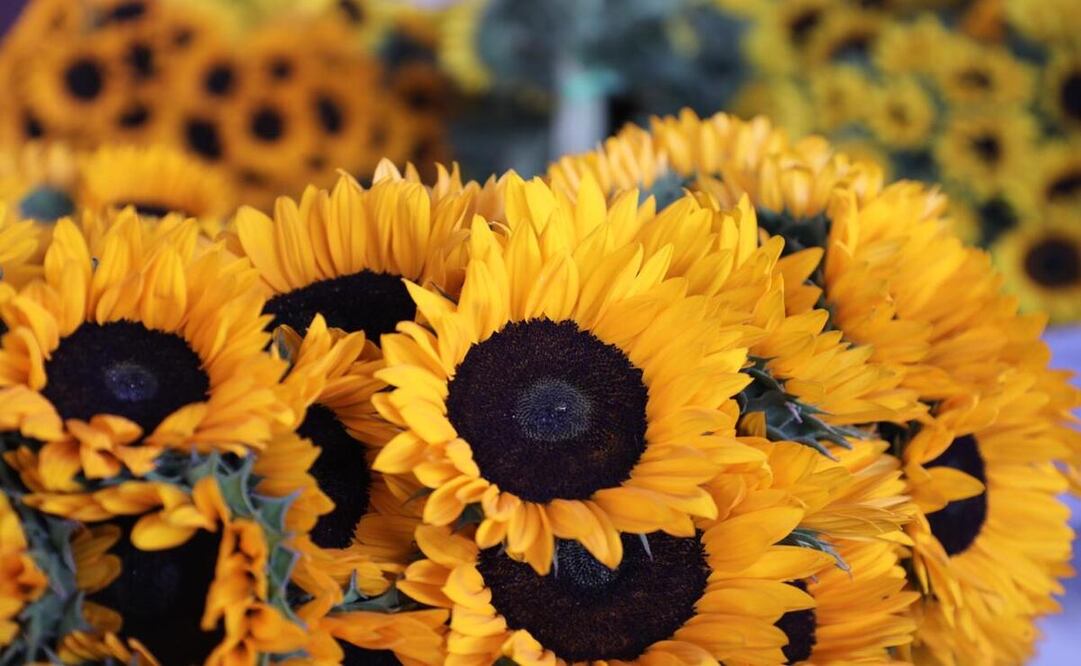 as flores más buscadas en esta fecha son rosa, crisantemo, clavel, gerbera, lili y girasol / Foto Especial