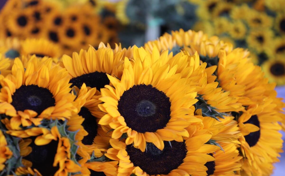 as flores más buscadas en esta fecha son rosa, crisantemo, clavel, gerbera, lili y girasol / Foto Especial