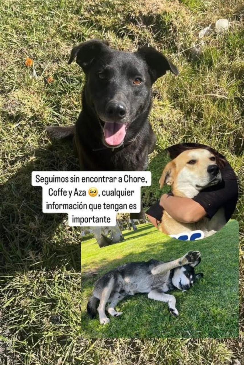 Perritos desaparecidos en la UAEMéx / Foto Especial