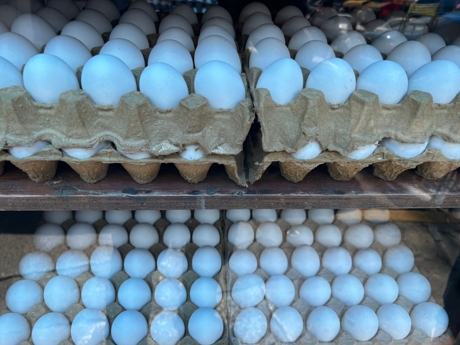 El alza en los precios de los insumos para la alimentación de las aves, como el maíz y la soya, ha encarecido la producción de huevo. Foto Michelle Sánchez