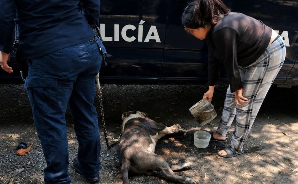 La denuncia ciudadana fue clave para rescatar la integridad del animal afectado en La Laguna. Foto Especial