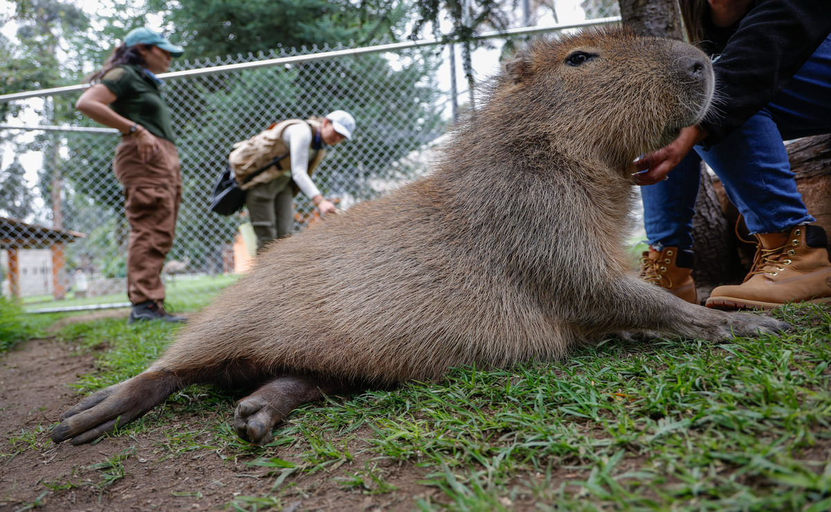 Los capibaras son los roedores más grandes del mundo y tienen hábitos semiacuáticos. Foto: Arturo Hernández / El Universal Estado de México