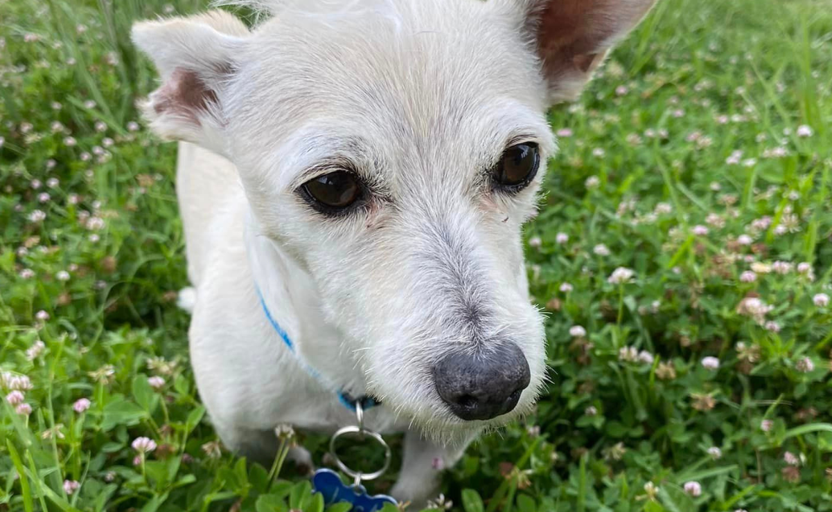 Un animal sintiente es un ser vivo que tiene la capacidad de sentir emociones, como dolor, alegría, miedo, placer, duelo o empatía / Foto Karen Aldama