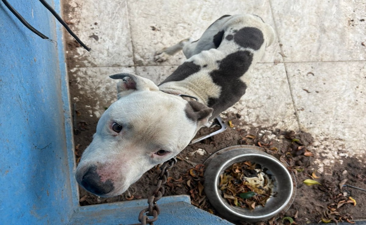 El lomito estaba encadenado y en estado de abandono en la marquesina de una vivienda en el fraccionamiento La Florida. Foto: Especial
