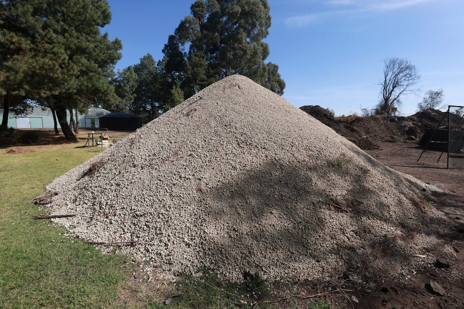 Una vez retirados los adornos, los pinos pasan por trituradoras industriales para acelerar su conversión en abono orgánico. Foto Alejandro Vargas / El Universal
