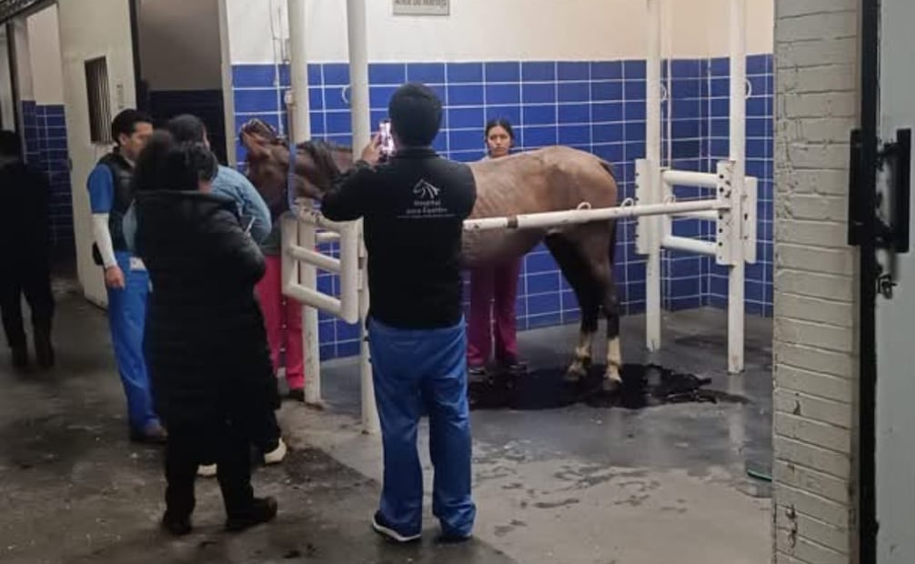 Personal de la Unidad de Bienestar Animal de Tultitlán valoró la condición del ejemplar tras activar el protocolo de rescate. Foto Especial