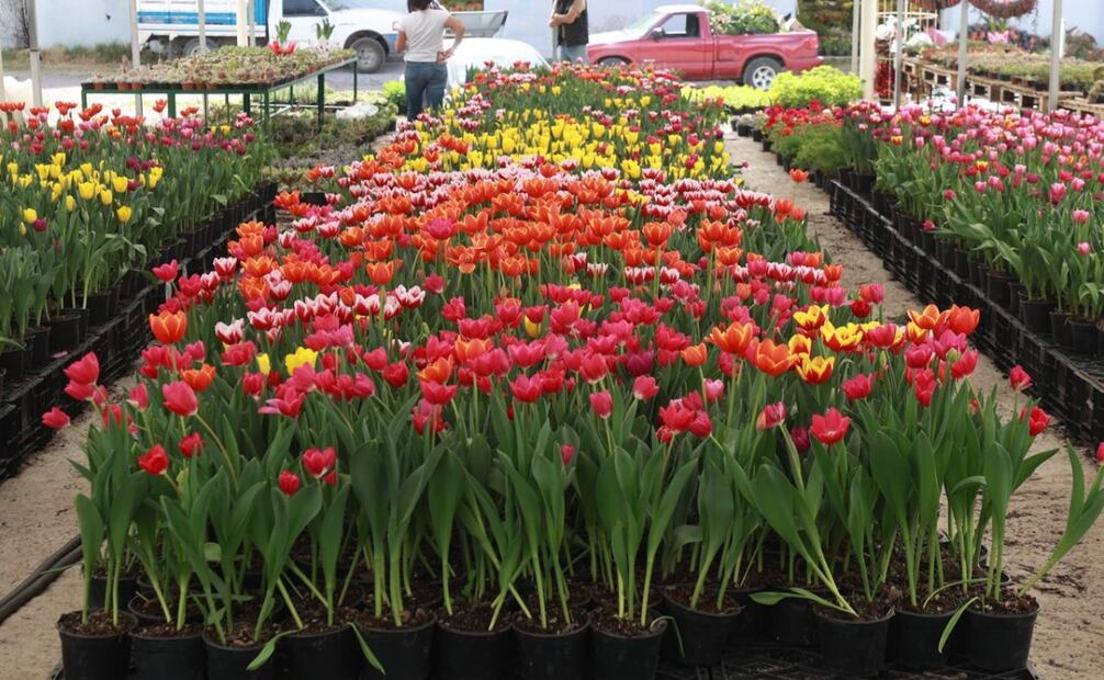 Las granizadas de primavera "picaron" la flor que ya estaba lista, dejando pocas piezas sanas para el mercado nacional. Foto Alejandro Vargas / El Universal