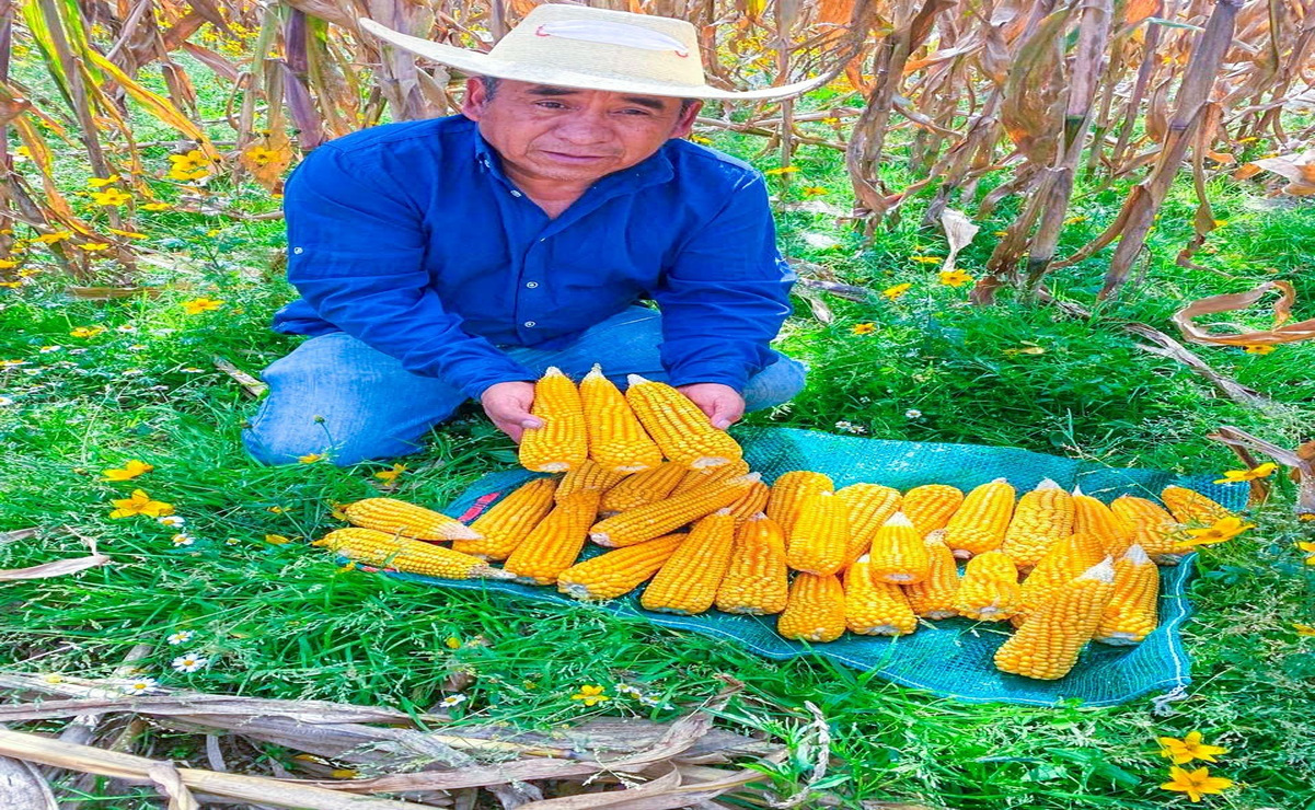 Con su trabajo, Juan Remigio impulsa la economía local, ya que lo que cosecha se comercializa tanto en su comunidad como en Toluca. Foto: Especial