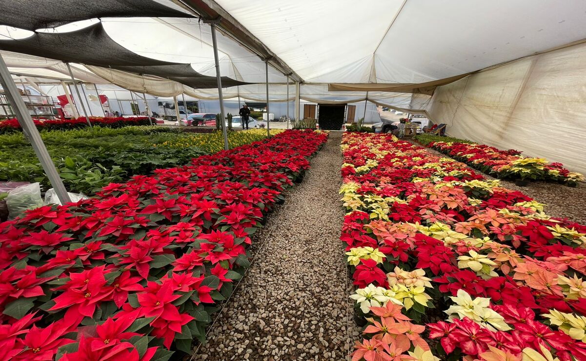 La calidad de la flor de nochebuena ha sido un factor clave para atraer a compradores. Foto: Michelle Sánchez
