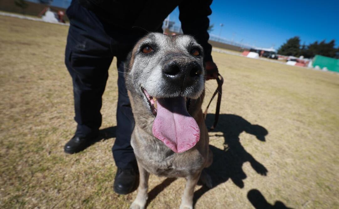 Alfa una perrita de 12 años de edad con más de siete años de servicio en la búsqueda de personas sin vida / Foto Alejandro Vargas