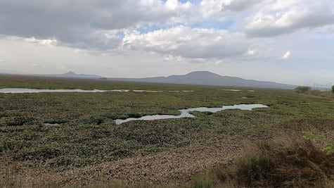 El lirio acuático 'asfixia' la Laguna de Zumpango: La plaga cubre el 90% y paraliza la economía local