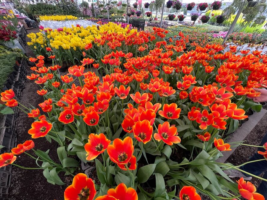 San Lorenzo Tlacotepec se ha convertido en el principal productor de tulipanes en México. Foto Michelle Sánchez