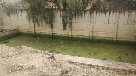 Cuautitlán Izcalli: Desfogan planta abandonada tras muerte de perros