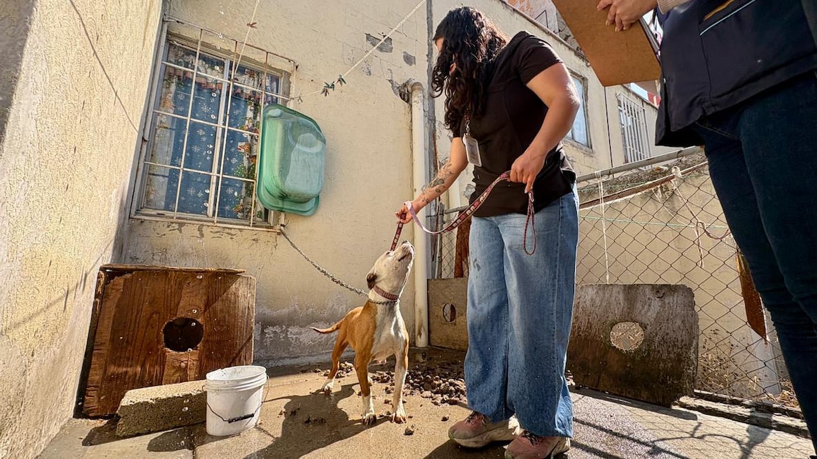 Este operativo forma parte de las acciones para combatir el maltrato animal en el Estado de México; el inmueble quedó bajo investigación para deslindar responsabilidades. Foto Especial