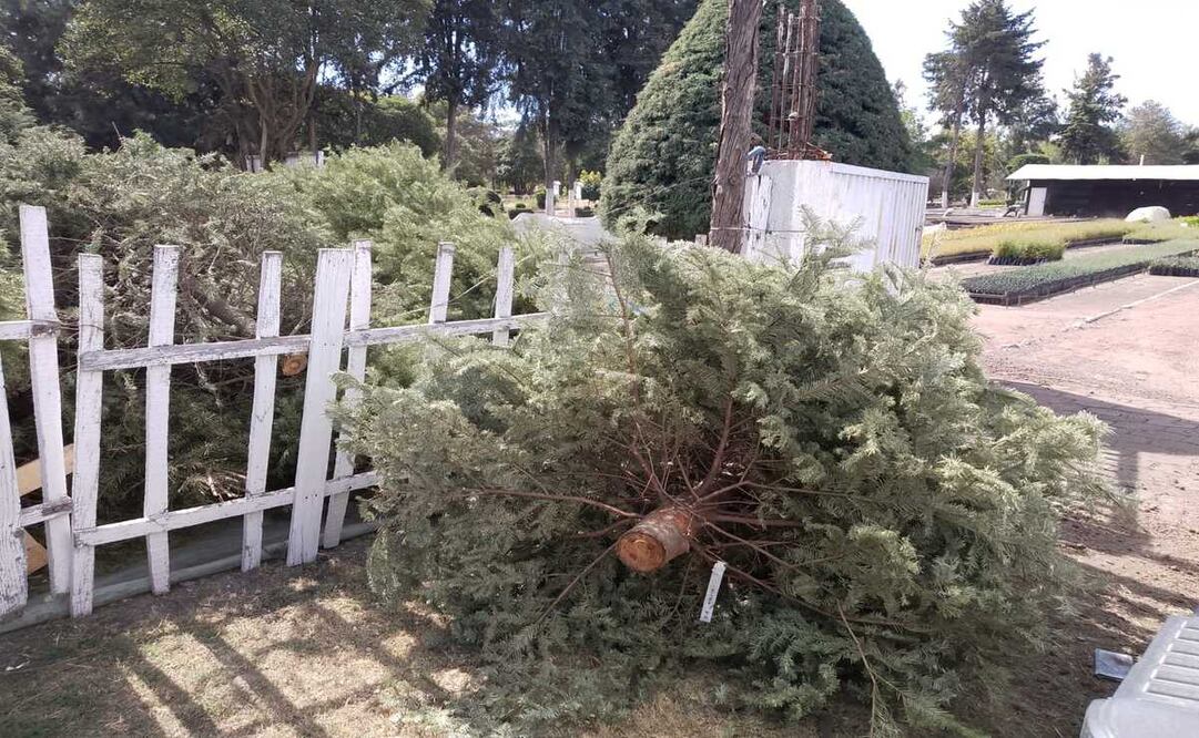 Desde el 2 de enero está operando el centro de acopio de Probosque en Naucalpan para pinos navideños. Foto: Rebeca Jiménez
