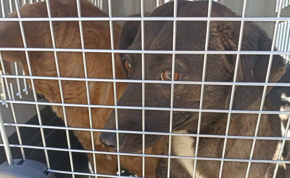 Ecatepec, Toluca, Nezahualcóyotl y Tlalnepantla encabezan las listas con el mayor número de denuncias por crueldad animal. Foto Especial