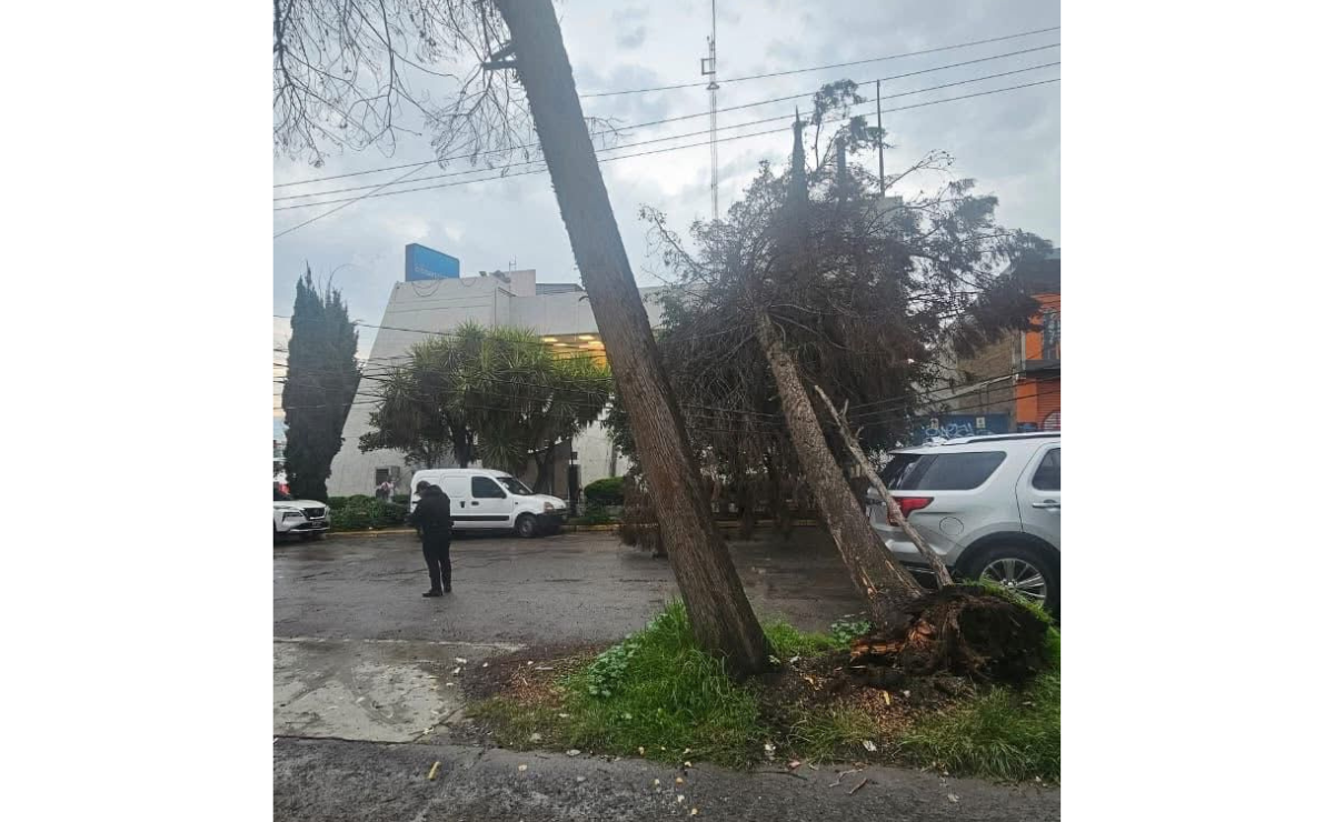 Calles Afectadas: Cuautitlán Izcalli presencia un árbol caído que interrumpe la vialidad en el Centro Urbano. Foto: Especial