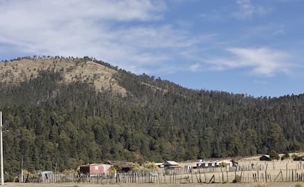 Contra la deforestación: Edomex busca aumentar 7% su masa forestal en seis años