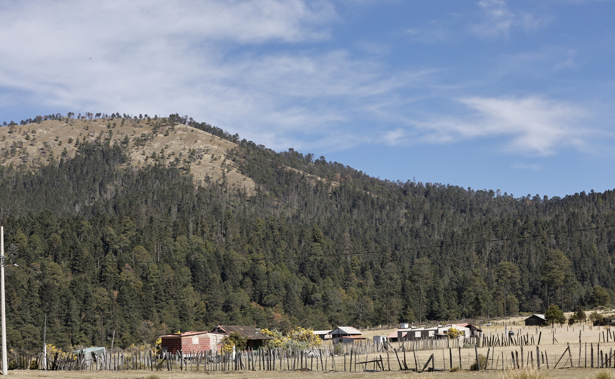 Contra la deforestación: Edomex busca aumentar 7% su masa forestal en seis años