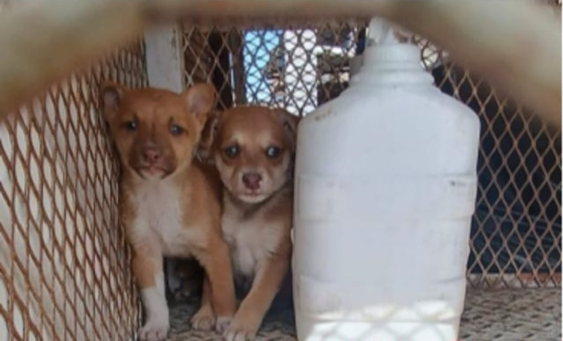 Cuatro perros adultos y dos cachorros fueron trasladados al Centro de Bienestar Animal de la capital mexiquense tras el cateo. Foto Especial