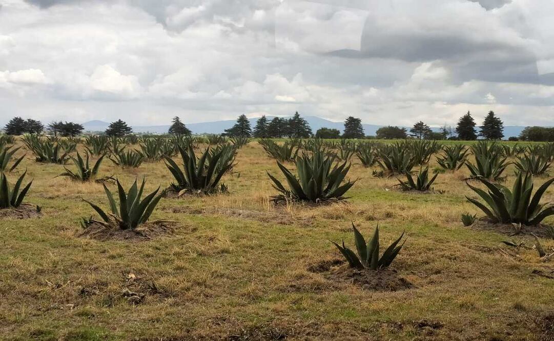 La denominación busca garantizar el origen, la producción y calidad del mezcal.