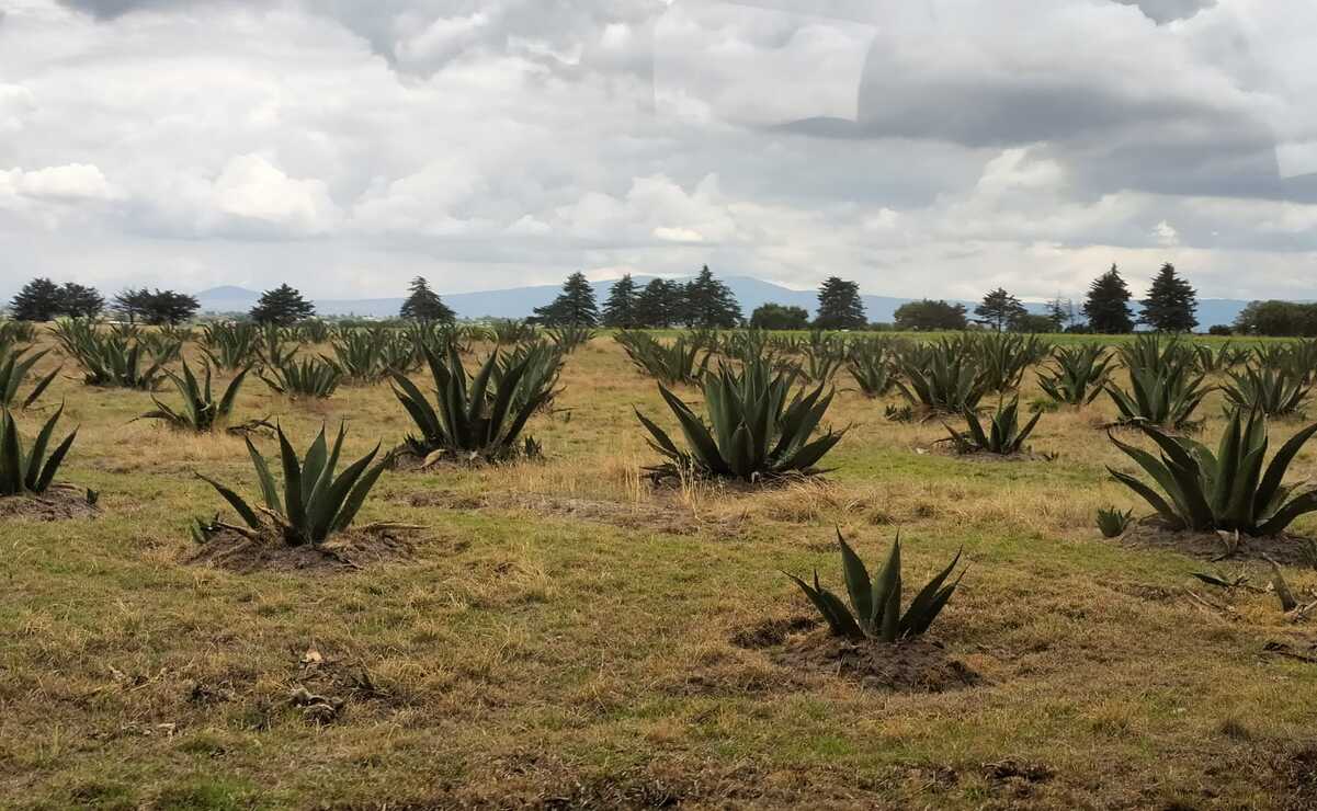 Logra Edoméx Denominación de Origen del Mezcal