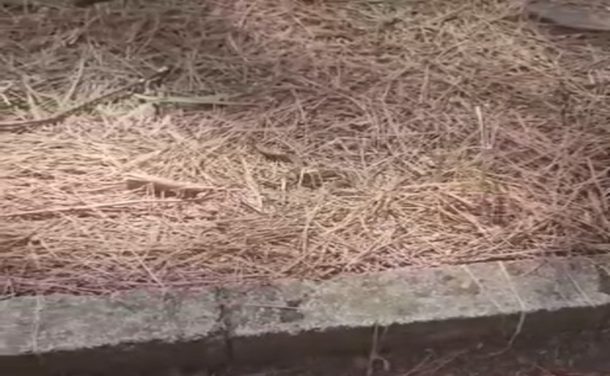 Metepec: Misteriosas serpientes preocupan a usuarios de Parque Bicentenario