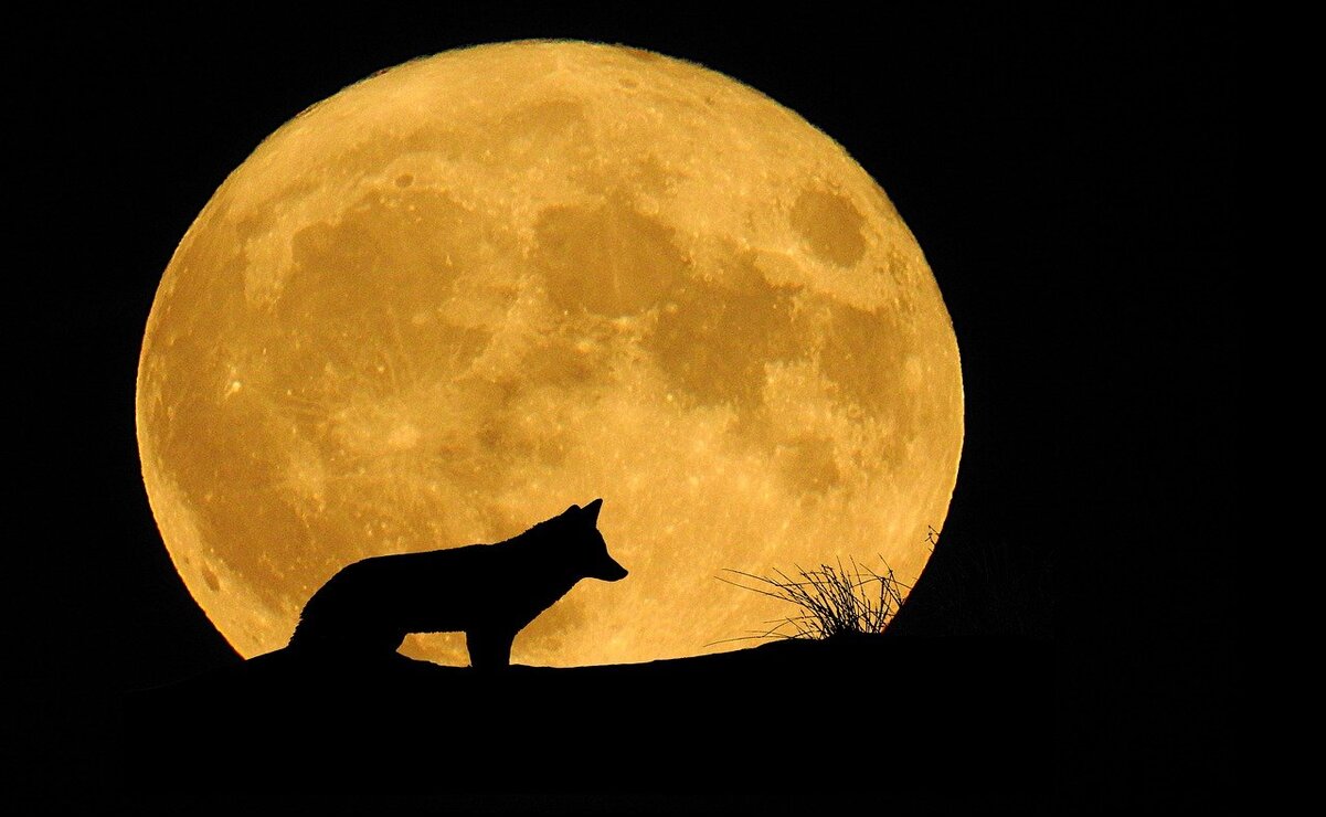 Este 2025, la Luna de Lobo estará bajo el signo de Cáncer. Foto: Especial
