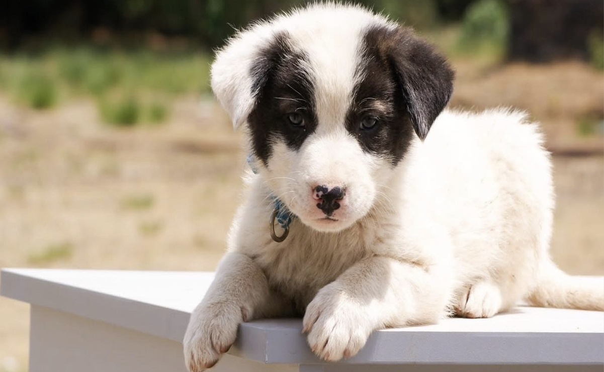 Conoce a los lomitos que están en adopción / Foto Especial