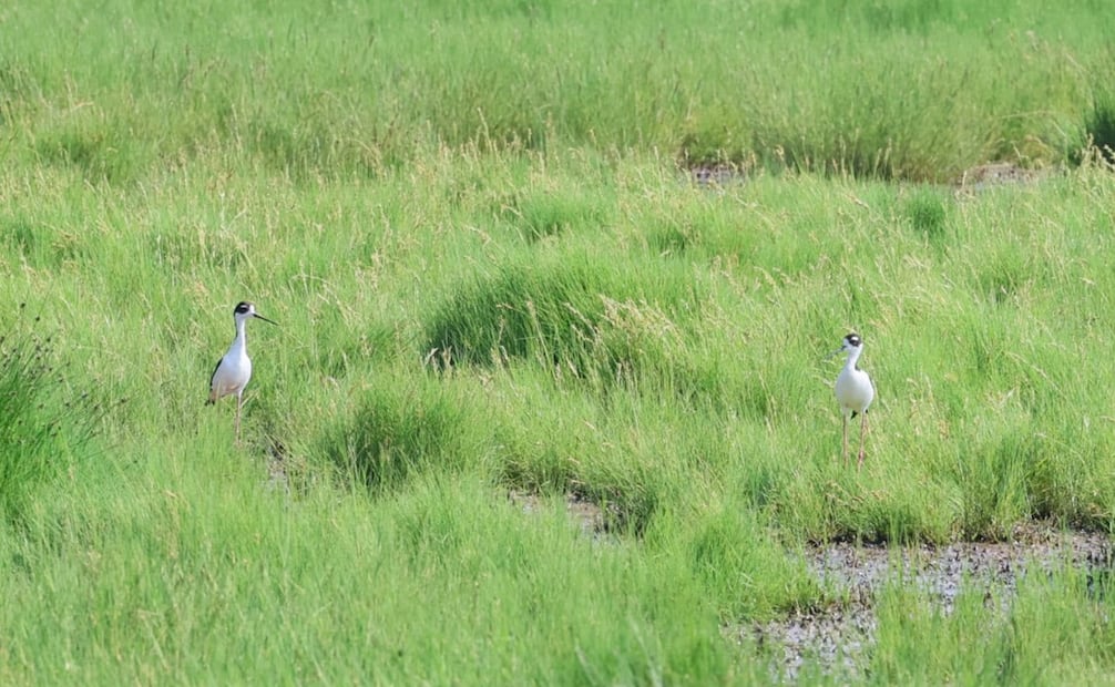 Especies como garzas, patos y águilas han comenzado a repoblar el antiguo vaso regulador de Sosa Texcoco. Foto Especial