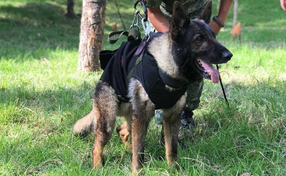 Proteo es uno de los perritos rescatistas con más trayectoria en México. Foto: Especial.