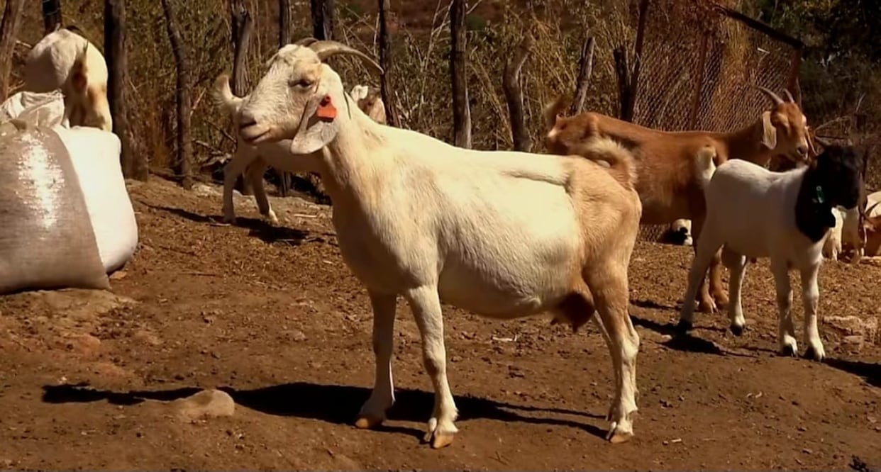 Autoridades de Salud supervisan rastros mexiquenses para garantizar que la carne esté libre de contaminación por miasis. Foto Alejandro Vargas / El Universal