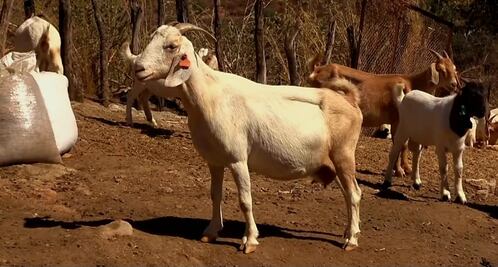 Tlatlaya, "Zona Cero" del gusano barrenador: El avance de la mosca azul que amenaza al campo mexiquense