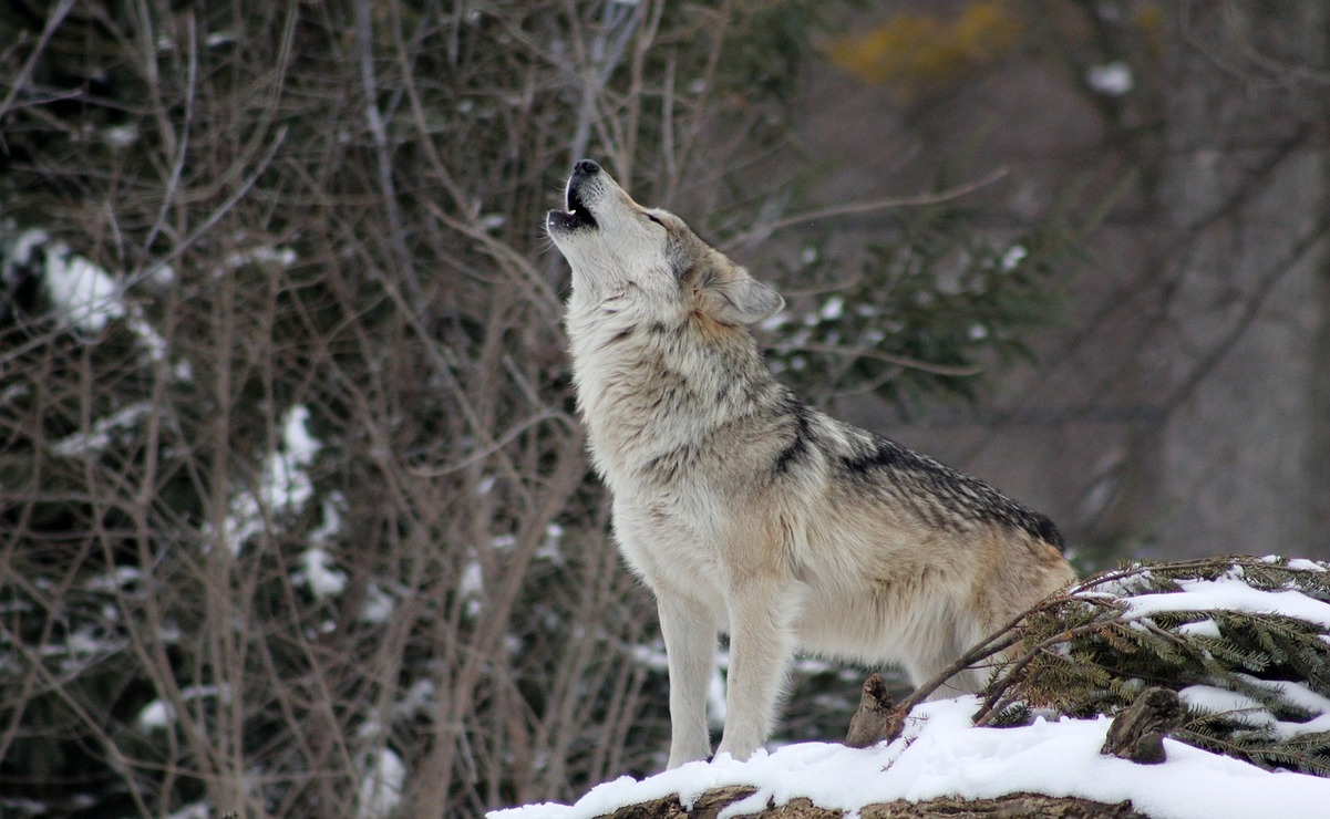 Se le nombró así al escuchar a las manadas de lobos aullar durante el invierno de enero. Foto: Especial