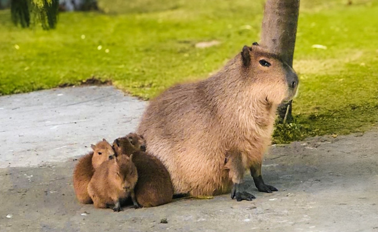 Puedes convivir con capibaras / Foto: Especial