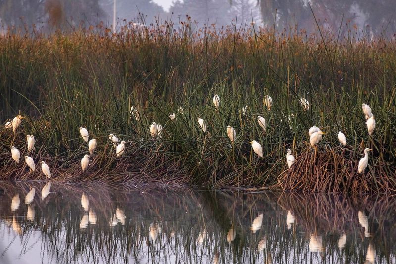 Bordo “Las Maravillas” de UAEMéx, refugio importante para aves migratorias de Canadá y Estados Unidos