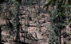 Persiste tala clandestina en bosques de Ocoyoacac 