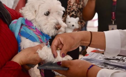 Entra en vigor nueva Ley de Protección, Cuidado y Bienestar Animal en Edomex; darán prisión por maltrato