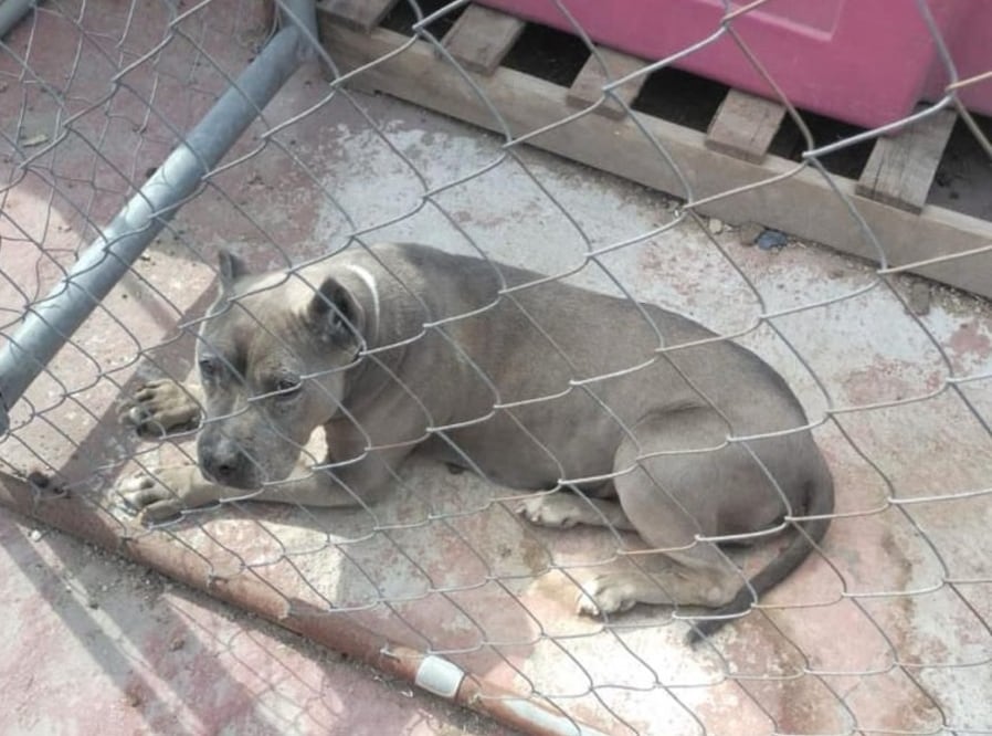 Los canes rescatados fueron trasladados al Centro de Control Canino de Tultepec para su valoración médica. Foto Especial