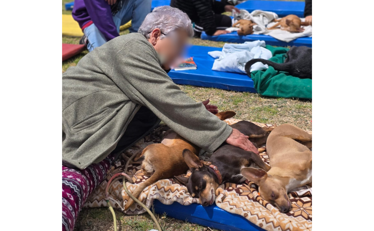 Cientos de animales se han beneficiado de las campañas de esterilización y vacunación en los primeros 100 días. Foto: Especial