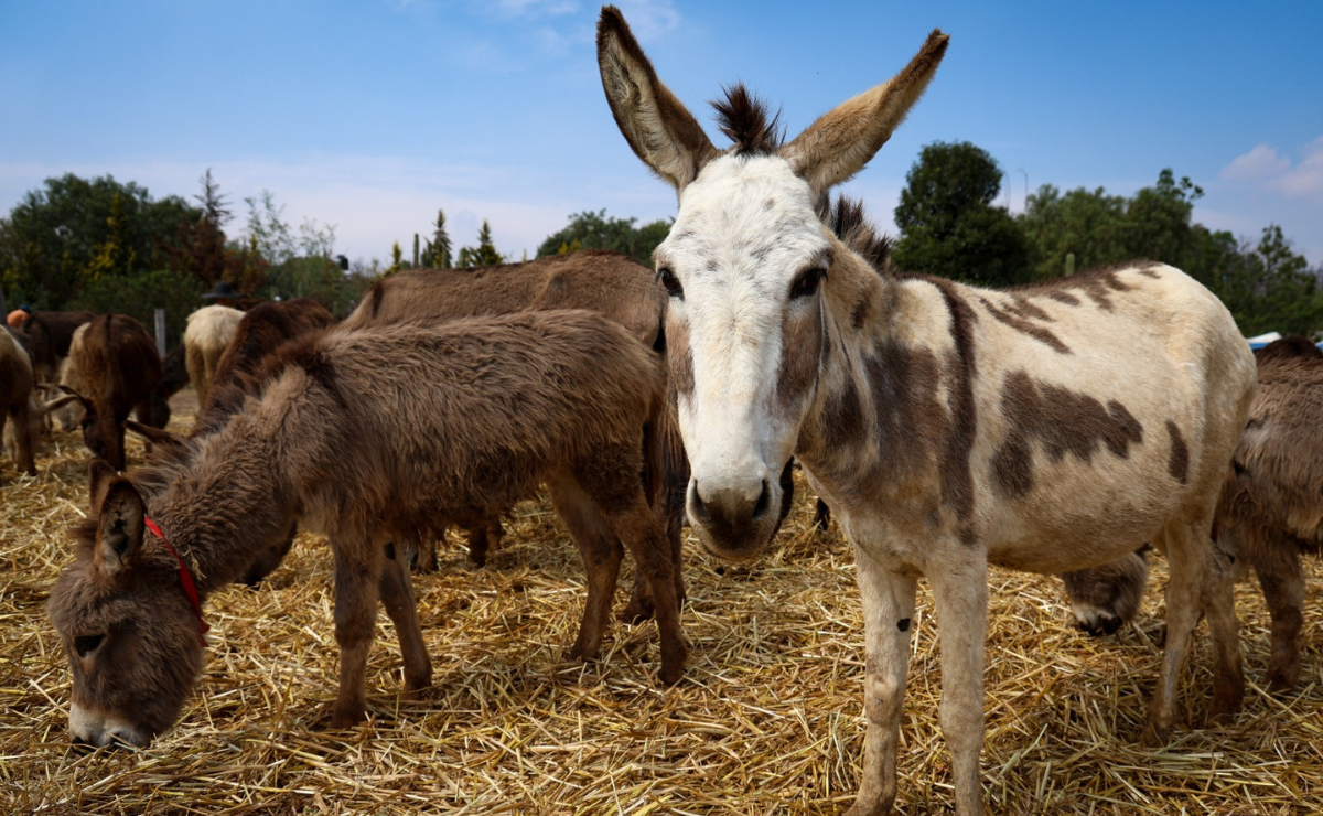 Las autoridades continúan en la búsqueda de "Julieta" y "Felipe" los dos burros que forman parte de toda la familia del santuario. Foto Luis Camacho