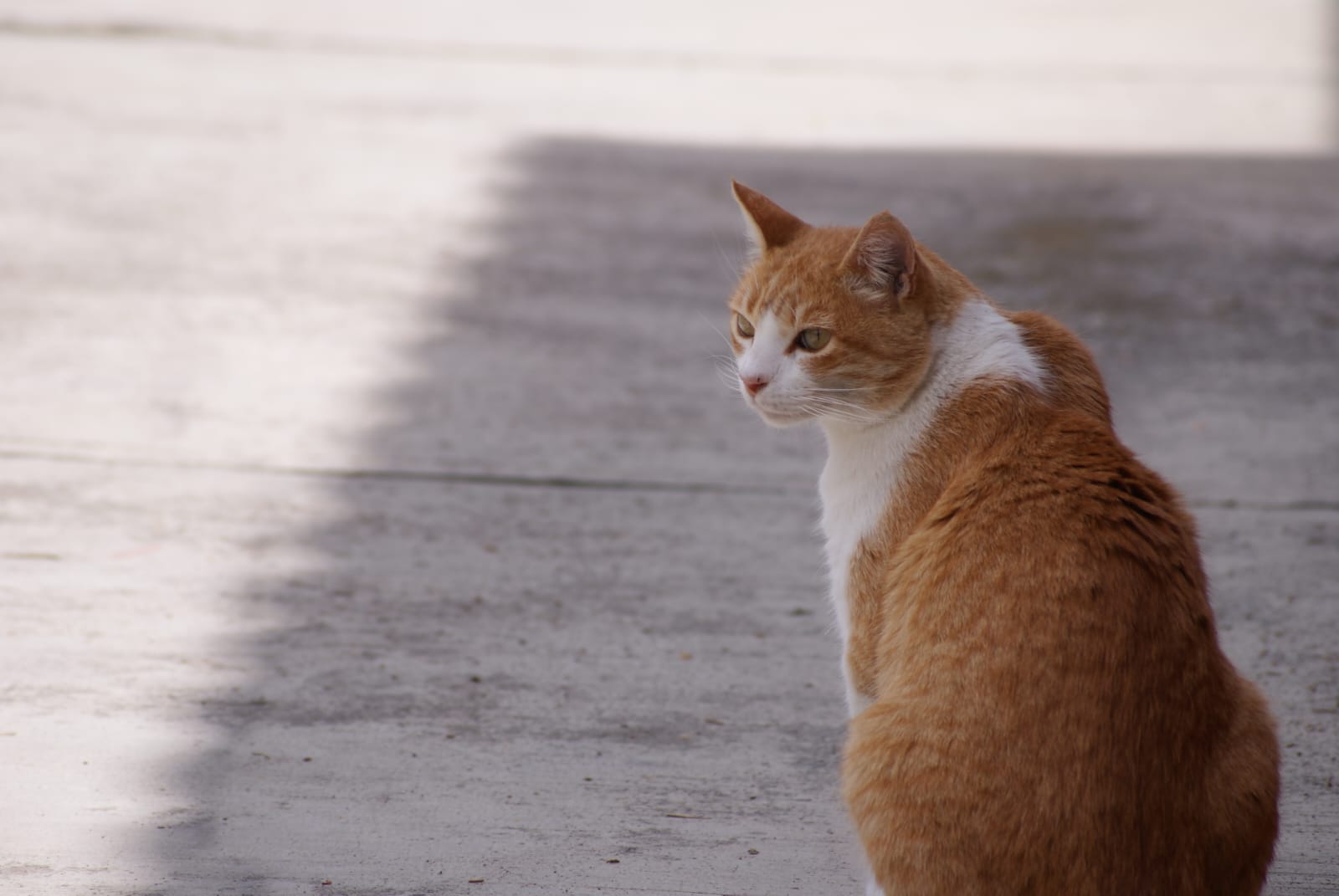 La salud de las mascotas en el Edomex es prioritaria: sigue estos consejos para evitar el golpe de calor durante la temporada cálida. Foto Especial